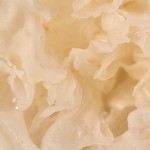 KAINE Vegan Collagen Youth Cream – Vegan κρέμα με κολλαγόνο για σύσφιξη και ενυδάτωση